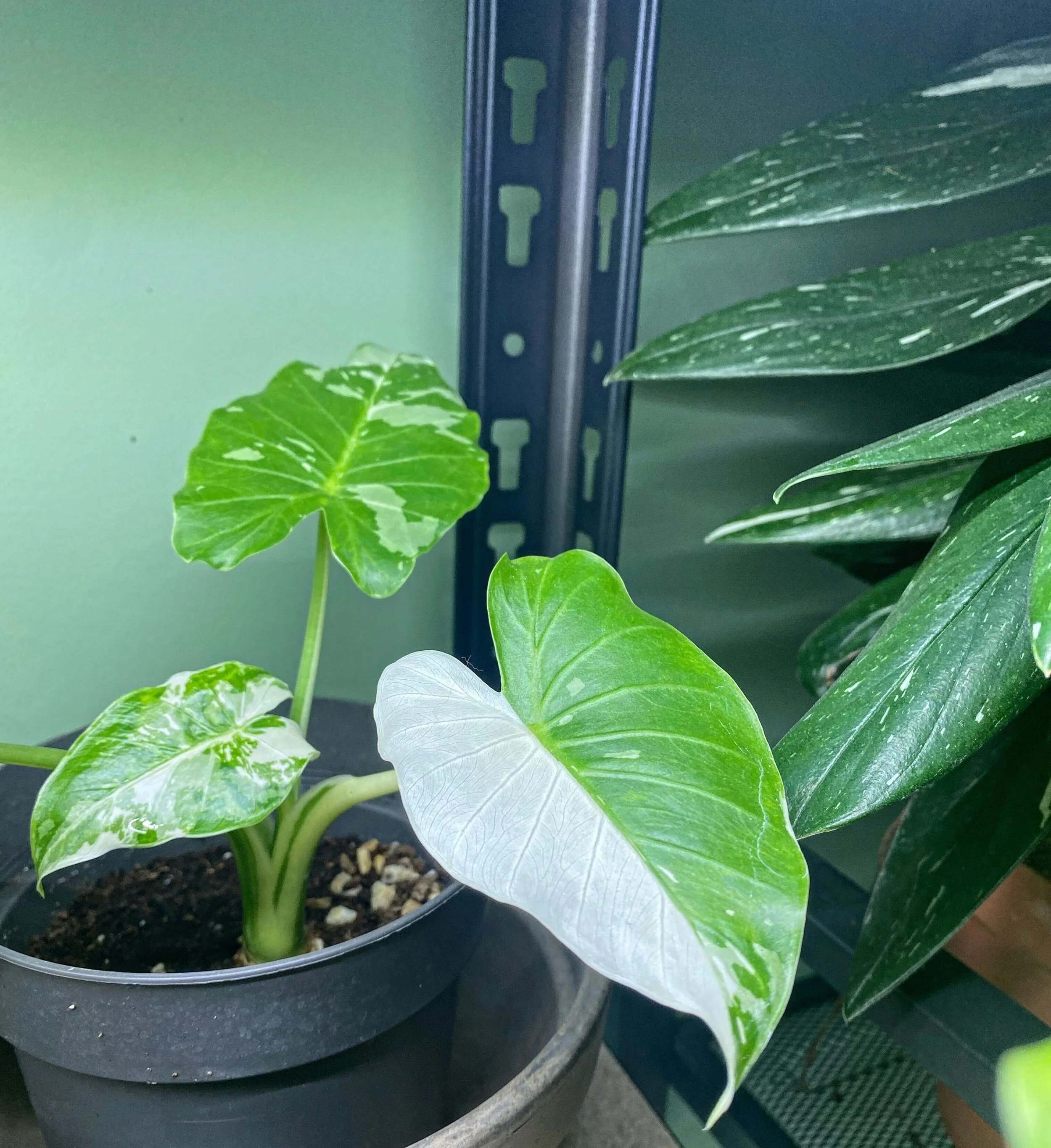Alocasia 'Okinawa Silver' Variegated — My Tropical Plant